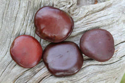 LUCKY SEA BEANS , Shell Craft, Beach Decor, Collectible Gift, Good Luck Charm, "Palm Stone" ss-18