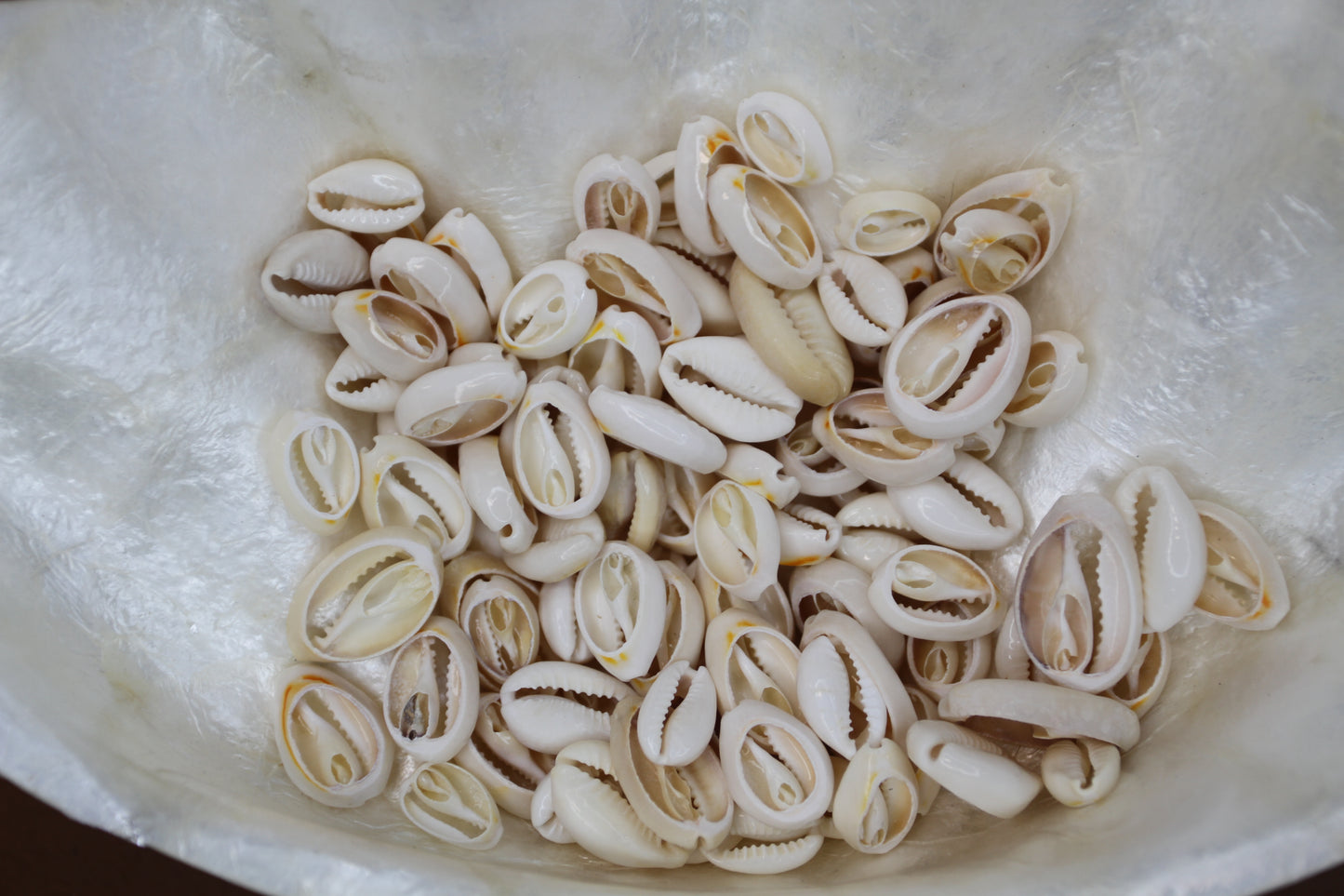 CUT/SLICED SEASHELLS CYPRAEA ANNULUS,SAILORS VALENTINES,BEACH ART,JEWELRY SUPPLY,ALL OCCASION GIFTS,SEASHELL FLOWERS, CS-07