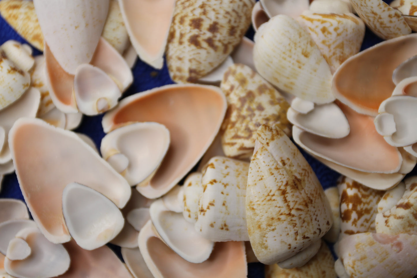 SLICED/CUT SEASHELLS, STROMBUS LUHUANUS, Upscale Craft Supply, Custom Candle Crafts, Scrap Booking  Supply CS-94