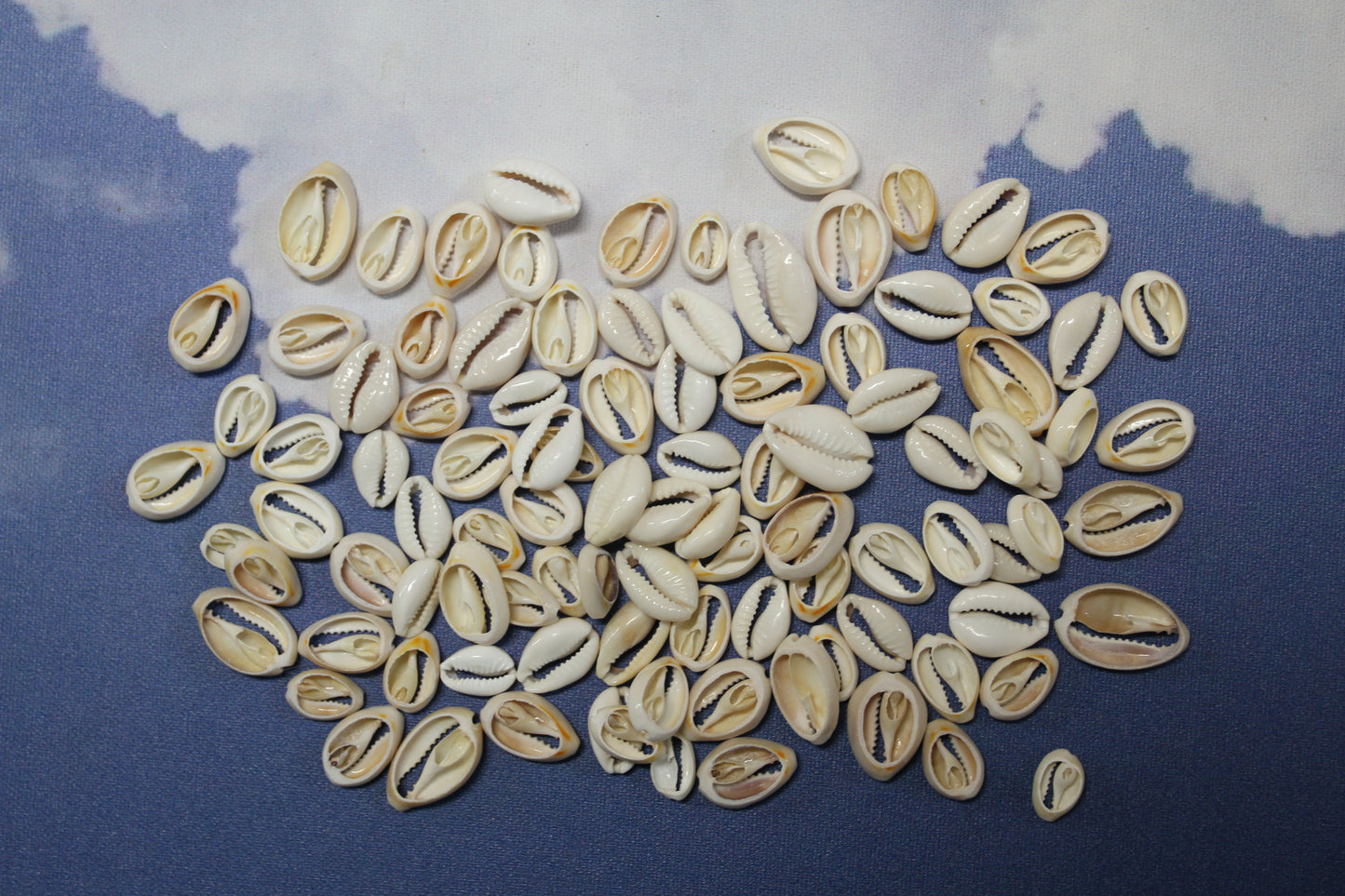CUT/SLICED SEASHELLS CYPRAEA ANNULUS,SAILORS VALENTINES,BEACH ART,JEWELRY SUPPLY,ALL OCCASION GIFTS,SEASHELL FLOWERS, CS-07