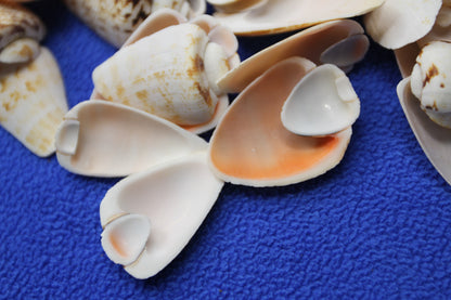 SLICED/CUT SEASHELLS, STROMBUS LUHUANUS, Upscale Craft Supply, Custom Candle Crafts, Scrap Booking  Supply CS-94