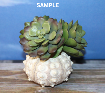 6- Extra Large Sputnik Urchins THAI URCHINS,Sea Life,All Occasion Gifts,Collectibles,Air Plant Holder, SS-03