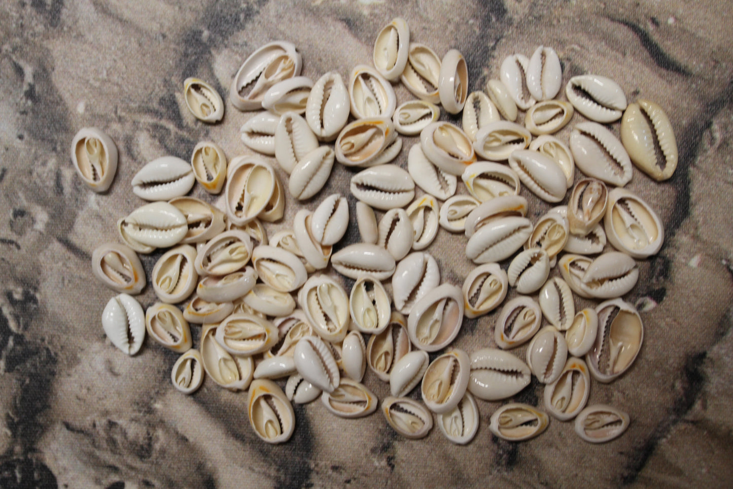 CUT/SLICED SEASHELLS CYPRAEA ANNULUS,SAILORS VALENTINES,BEACH ART,JEWELRY SUPPLY,ALL OCCASION GIFTS,SEASHELL FLOWERS, CS-07