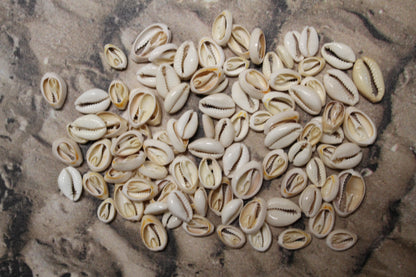 CUT/SLICED SEASHELLS CYPRAEA ANNULUS,SAILORS VALENTINES,BEACH ART,JEWELRY SUPPLY,ALL OCCASION GIFTS,SEASHELL FLOWERS, CS-07