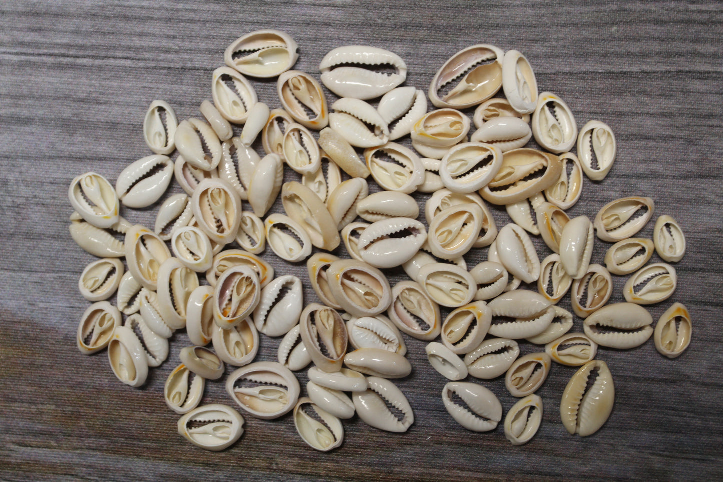 CUT/SLICED SEASHELLS CYPRAEA ANNULUS,SAILORS VALENTINES,BEACH ART,JEWELRY SUPPLY,ALL OCCASION GIFTS,SEASHELL FLOWERS, CS-07