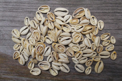 CUT/SLICED SEASHELLS CYPRAEA ANNULUS,SAILORS VALENTINES,BEACH ART,JEWELRY SUPPLY,ALL OCCASION GIFTS,SEASHELL FLOWERS, CS-07