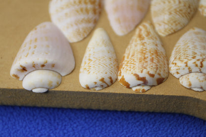 SLICED/CUT SEASHELLS, STROMBUS LUHUANUS, Upscale Craft Supply, Custom Candle Crafts, Scrap Booking  Supply CS-94