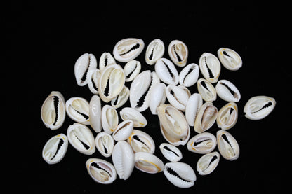 CUT/SLICED SEASHELLS CYPRAEA ANNULUS,SAILORS VALENTINES,BEACH ART,JEWELRY SUPPLY,ALL OCCASION GIFTS,SEASHELL FLOWERS, CS-07