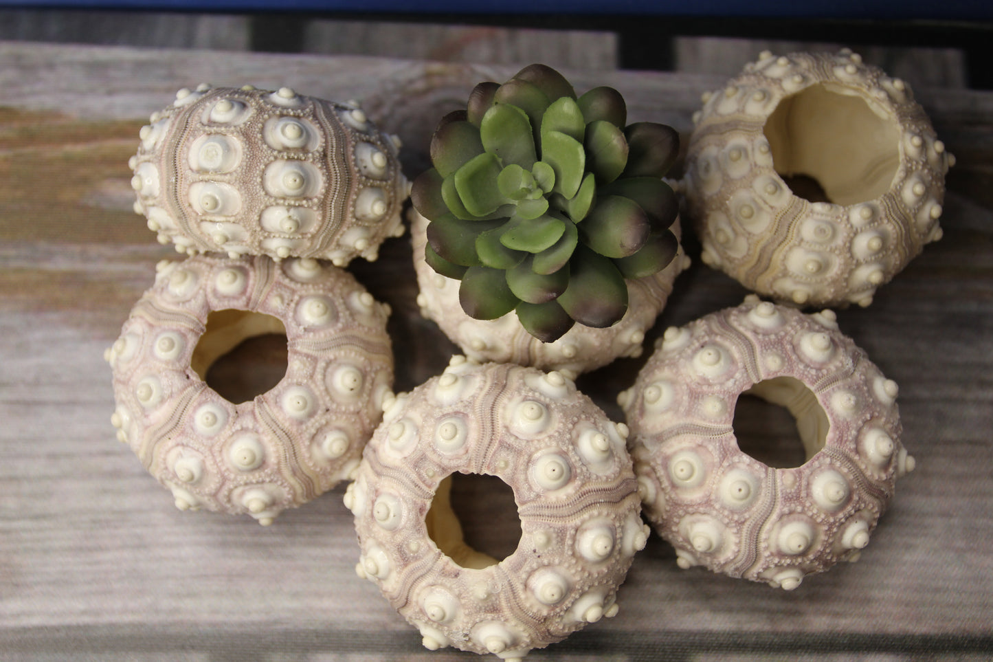 6- Extra Large Sputnik Urchins THAI URCHINS,Sea Life,All Occasion Gifts,Collectibles,Air Plant Holder, SS-03