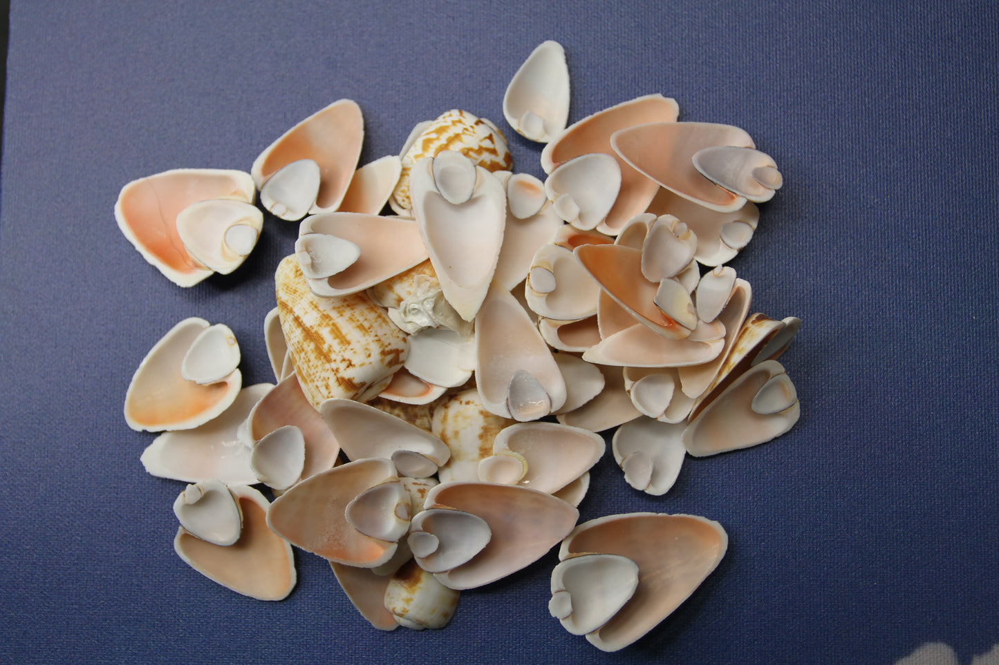 SLICED/CUT SEASHELLS, STROMBUS LUHUANUS, Upscale Craft Supply, Custom Candle Crafts, Scrap Booking  Supply CS-94