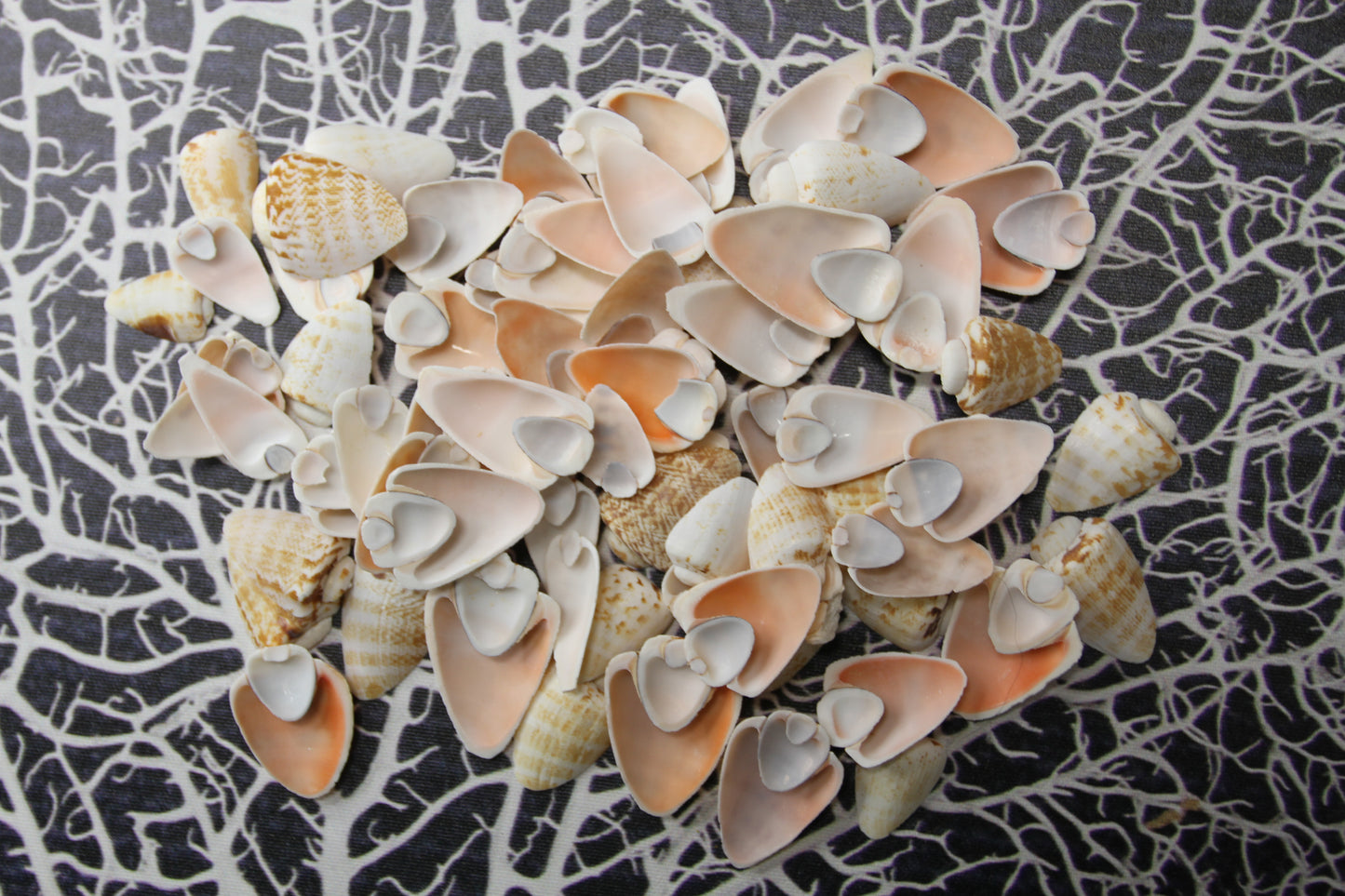 SLICED/CUT SEASHELLS, STROMBUS LUHUANUS, Upscale Craft Supply, Custom Candle Crafts, Scrap Booking  Supply CS-94