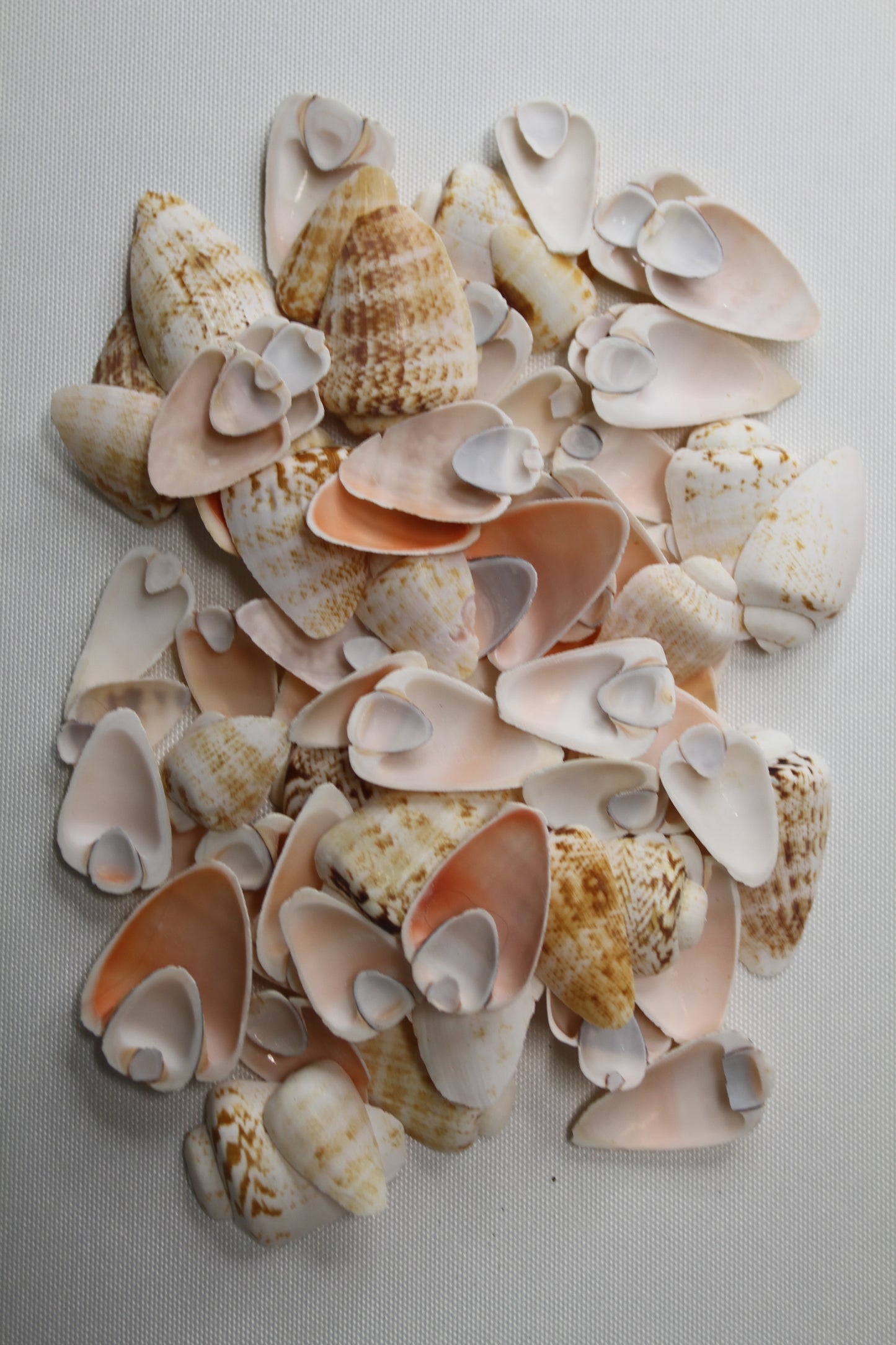SLICED/CUT SEASHELLS, STROMBUS LUHUANUS, Upscale Craft Supply, Custom Candle Crafts, Scrap Booking  Supply CS-94