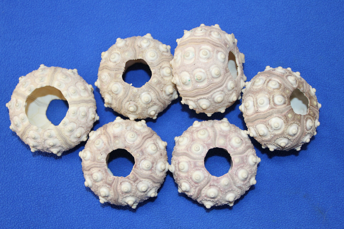 6- Extra Large Sputnik Urchins THAI URCHINS,Sea Life,All Occasion Gifts,Collectibles,Air Plant Holder, SS-03