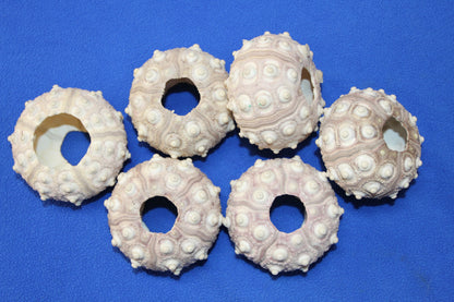 6- Extra Large Sputnik Urchins THAI URCHINS,Sea Life,All Occasion Gifts,Collectibles,Air Plant Holder, SS-03