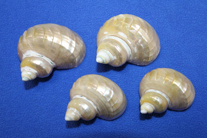 RIBBED TURBOS GOLD MOUTH, Collectible Seashell, Pearled, Beach Home Decor, Cut Shells Seashell Basket Display SS-508