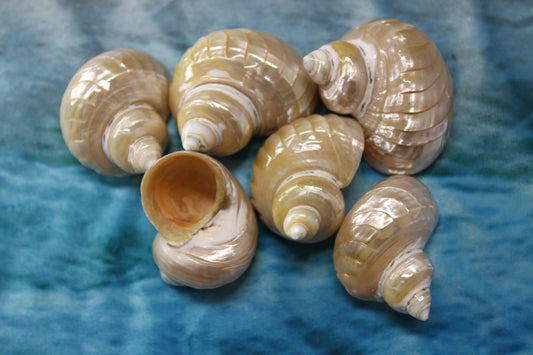PEARLED TURBOS, GOLD MOUTH, Collectible Seashells, Weding Decor, Display Shells, Beach Art, SS-508