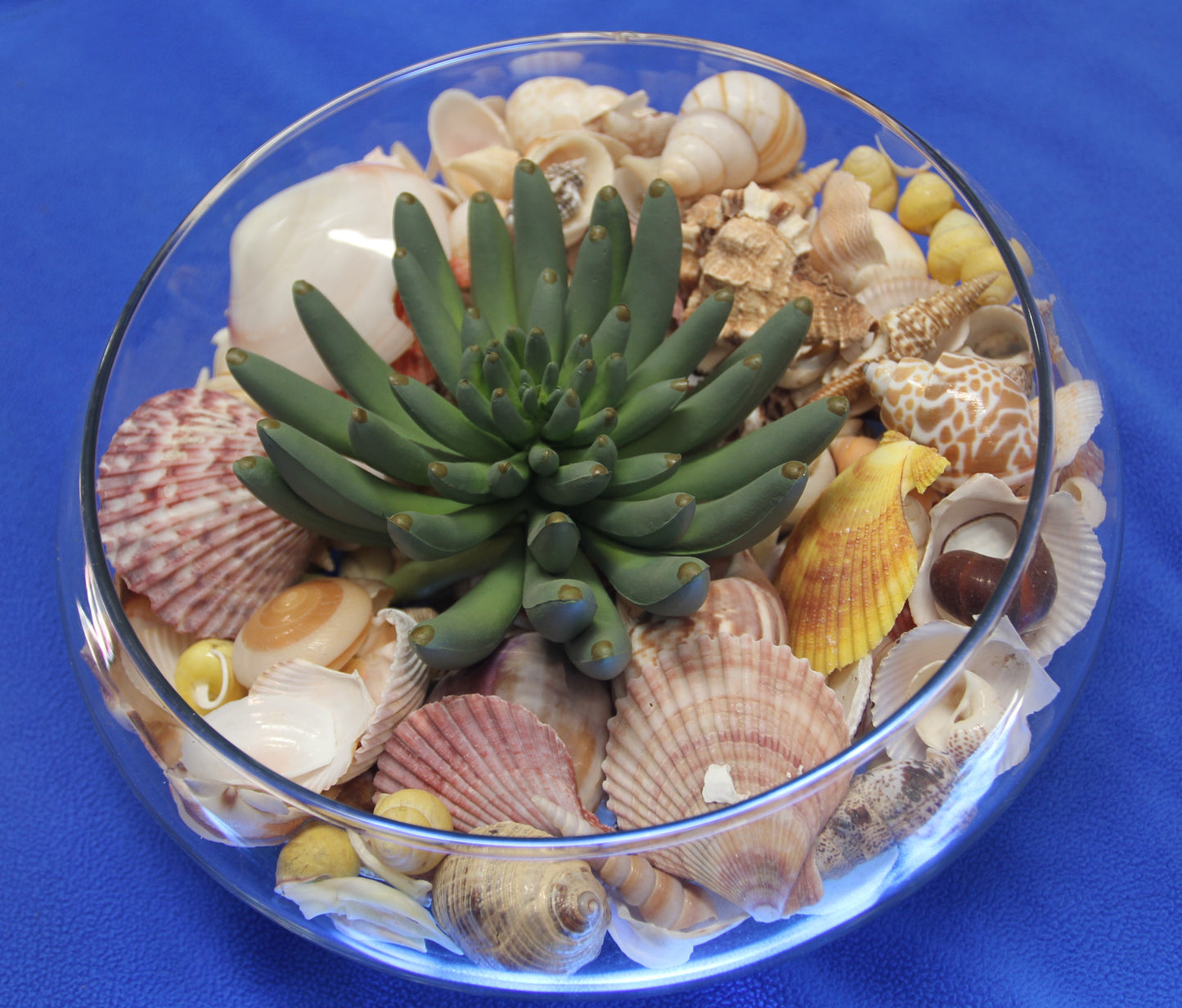 ASSORTED SEASHELL CRAFT SUPPLY, Medium Flat Rate Box Full, Craft Supply, Beach Art Coastal Decor, WH-01