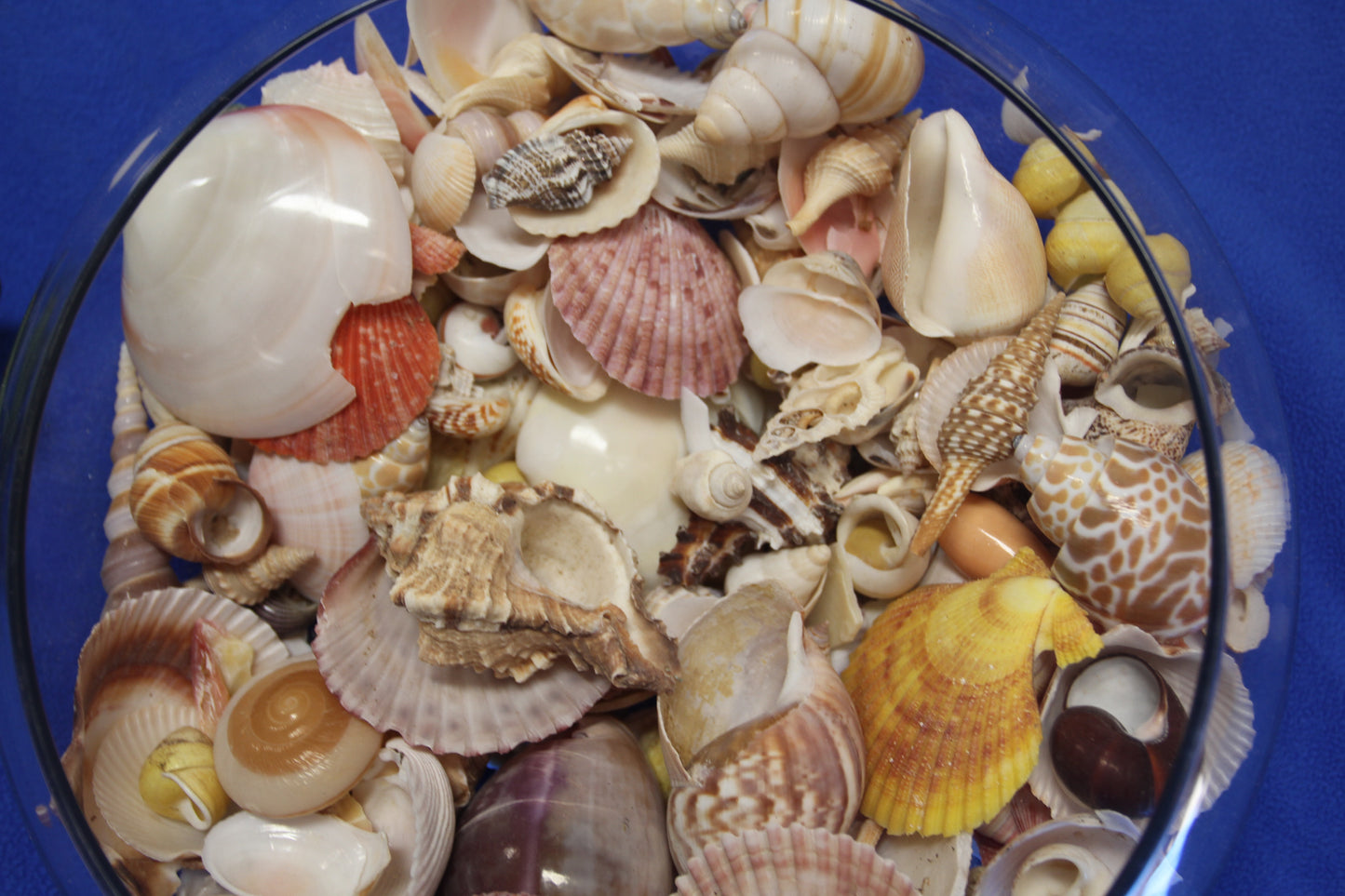 ASSORTED SEASHELL CRAFT SUPPLY, Medium Flat Rate Box Full, Craft Supply, Beach Art Coastal Decor, WH-01