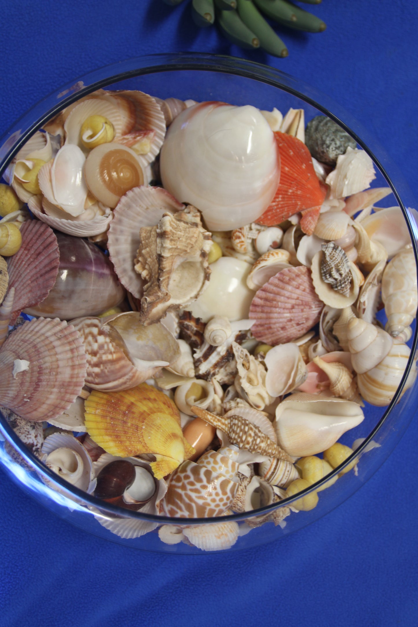 ASSORTED SEASHELL CRAFT SUPPLY, Medium Flat Rate Box Full, Craft Supply, Beach Art Coastal Decor, WH-01