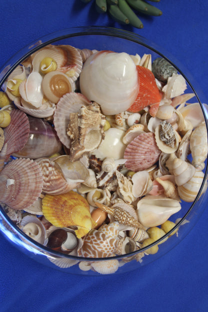 ASSORTED SEASHELL CRAFT SUPPLY, Medium Flat Rate Box Full, Craft Supply, Beach Art Coastal Decor, WH-01