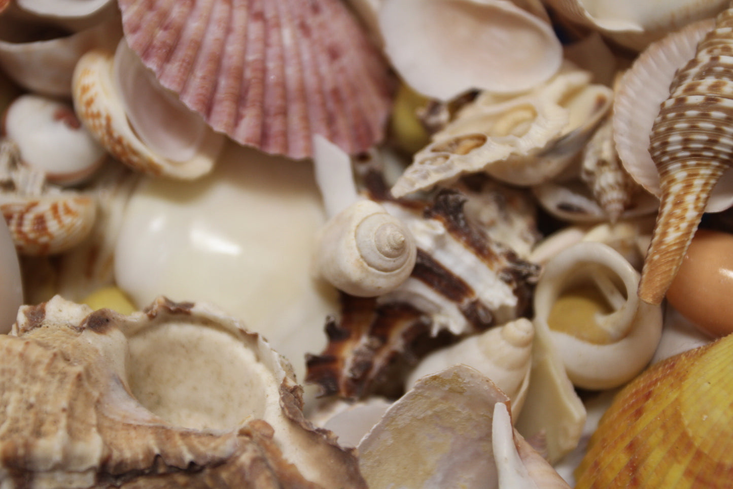 ASSORTED SEASHELL CRAFT SUPPLY, Medium Flat Rate Box Full, Craft Supply, Beach Art Coastal Decor, WH-01