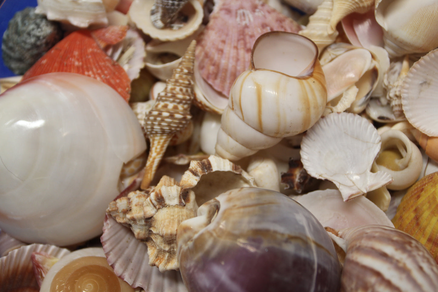 ASSORTED SEASHELL CRAFT SUPPLY, Medium Flat Rate Box Full, Craft Supply, Beach Art Coastal Decor, WH-01