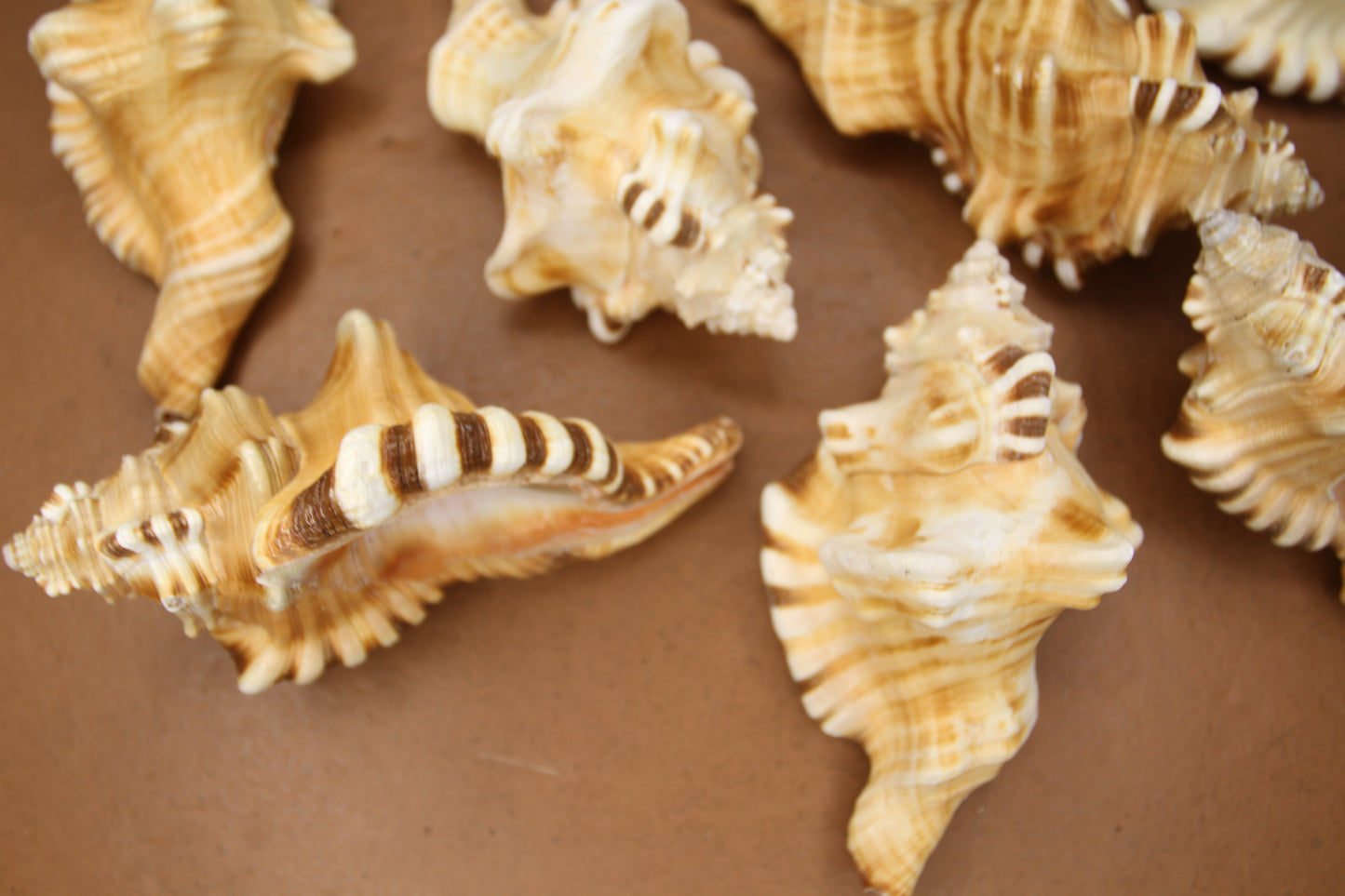 5-CYMATIUM PERRYI Seashells,Wedding Decor,Shelf  Display,All Occasion Gifts,,Collectible Seashells, SS-29B