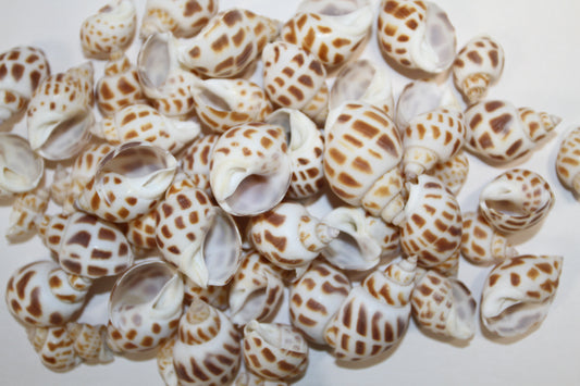 1 Pound, BABYLONIA SEASHELLS,Craft Supply,Beach Art, Sailors Valentines,Gifts,Bath Decor,Beading Crafts,SS-177