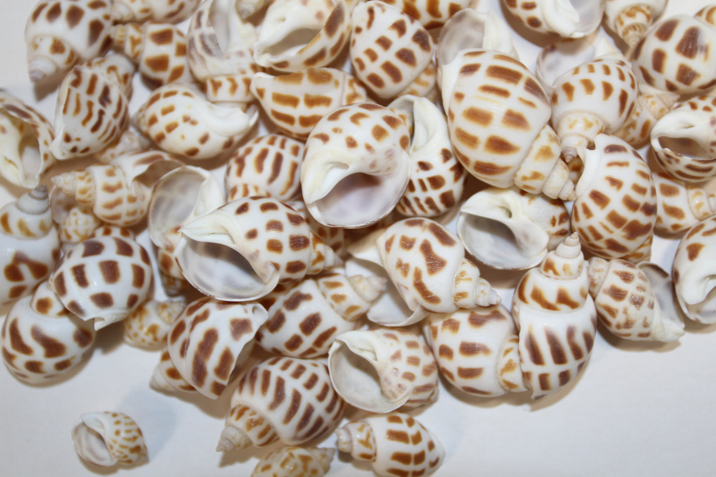 1 Pound, BABYLONIA SEASHELLS,Craft Supply,Beach Art, Sailors Valentines,Gifts,Bath Decor,Beading Crafts,SS-177