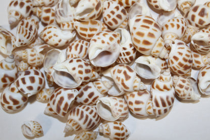 1 Pound, BABYLONIA SEASHELLS,Craft Supply,Beach Art, Sailors Valentines,Gifts,Bath Decor,Beading Crafts,SS-177