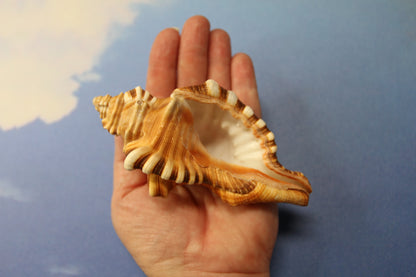 5-CYMATIUM PERRYI Seashells,Wedding Decor,Shelf  Display,All Occasion Gifts,,Collectible Seashells, SS-29B