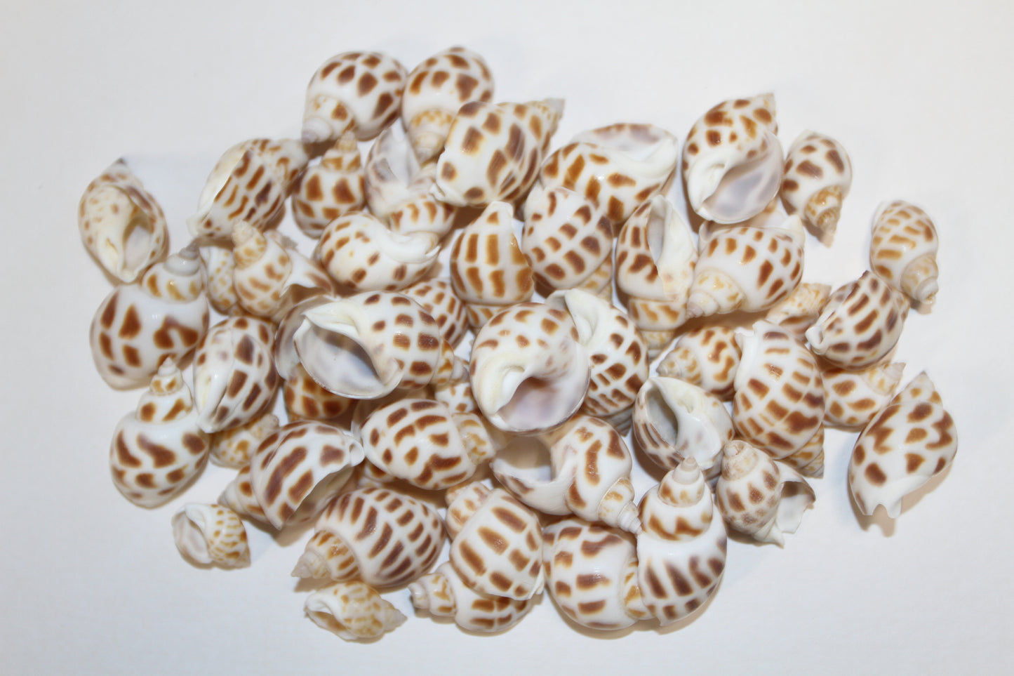 1 Pound, BABYLONIA SEASHELLS,Craft Supply,Beach Art, Sailors Valentines,Gifts,Bath Decor,Beading Crafts,SS-177