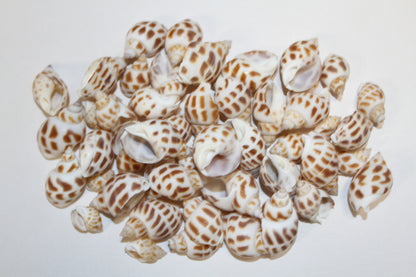 1 Pound, BABYLONIA SEASHELLS,Craft Supply,Beach Art, Sailors Valentines,Gifts,Bath Decor,Beading Crafts,SS-177