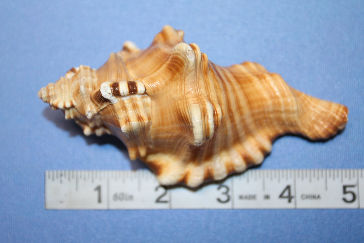 5-CYMATIUM PERRYI Seashells,Wedding Decor,Shelf  Display,All Occasion Gifts,,Collectible Seashells, SS-29B