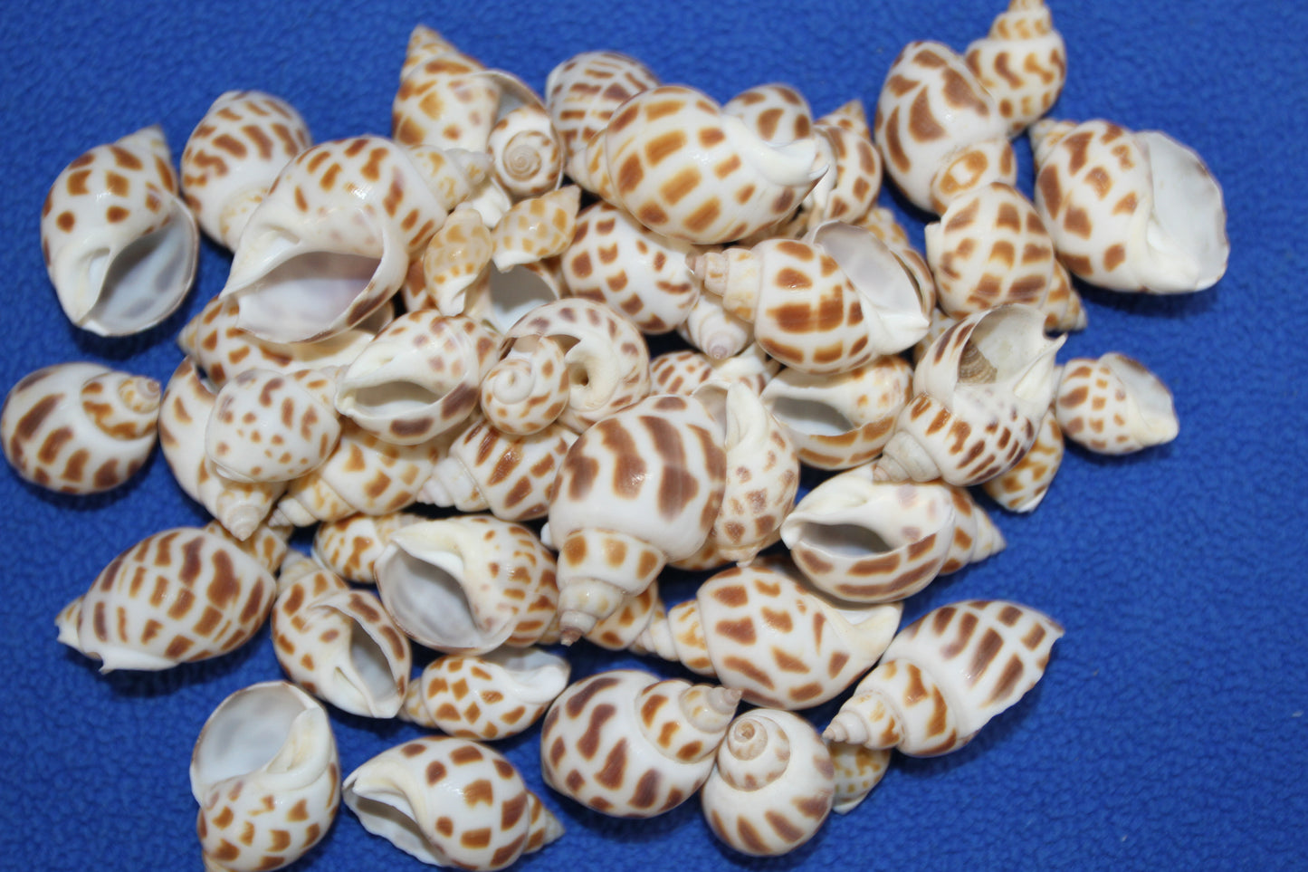 1 Pound, BABYLONIA SEASHELLS,Craft Supply,Beach Art, Sailors Valentines,Gifts,Bath Decor,Beading Crafts,SS-177