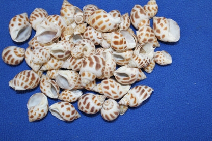 1 Pound, BABYLONIA SEASHELLS,Craft Supply,Beach Art, Sailors Valentines,Gifts,Bath Decor,Beading Crafts,SS-177
