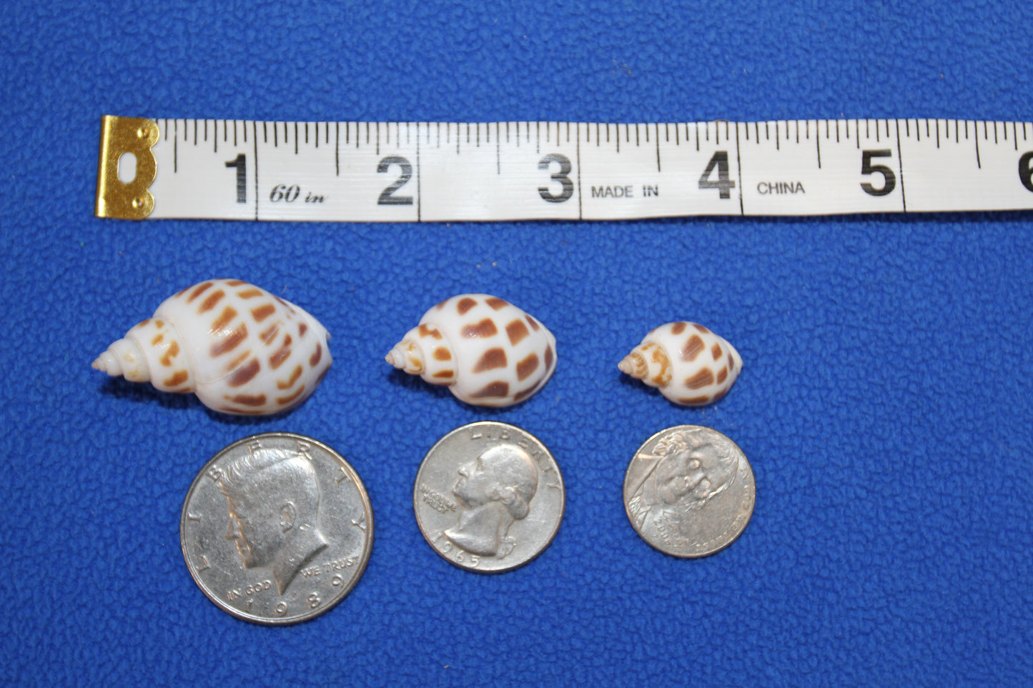 1 Pound, BABYLONIA SEASHELLS,Craft Supply,Beach Art, Sailors Valentines,Gifts,Bath Decor,Beading Crafts,SS-177