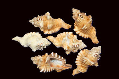 5-CYMATIUM PERRYI Seashells,Wedding Decor,Shelf  Display,All Occasion Gifts,,Collectible Seashells, SS-29B
