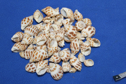 1 Pound, BABYLONIA SEASHELLS,Craft Supply,Beach Art, Sailors Valentines,Gifts,Bath Decor,Beading Crafts,SS-177