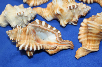 5-CYMATIUM PERRYI Seashells,Wedding Decor,Shelf  Display,All Occasion Gifts,,Collectible Seashells, SS-29B