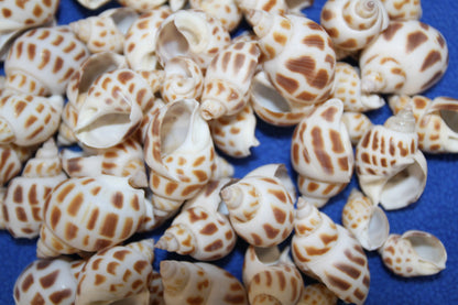 1 Pound, BABYLONIA SEASHELLS,Craft Supply,Beach Art, Sailors Valentines,Gifts,Bath Decor,Beading Crafts,SS-177