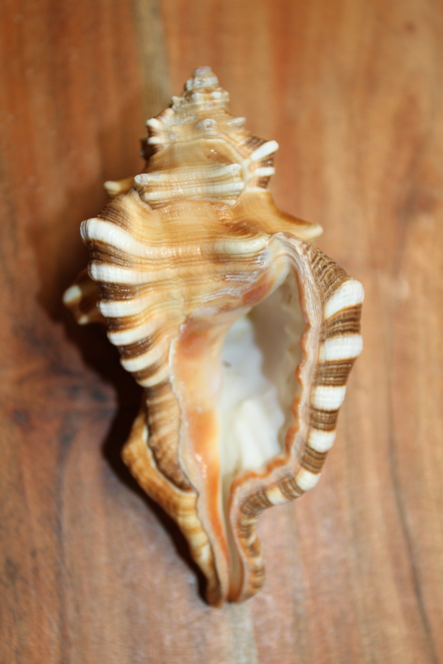 5-CYMATIUM PERRYI Seashells,Wedding Decor,Shelf  Display,All Occasion Gifts,,Collectible Seashells, SS-29B