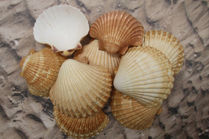 UPSCALE SEASHELLS, MEXICAN CUPS, Shell Craft, Sailors Valentines, Good Qualtity Medium Shells,Beach Home Shadowbox Display Shells,  SS-484