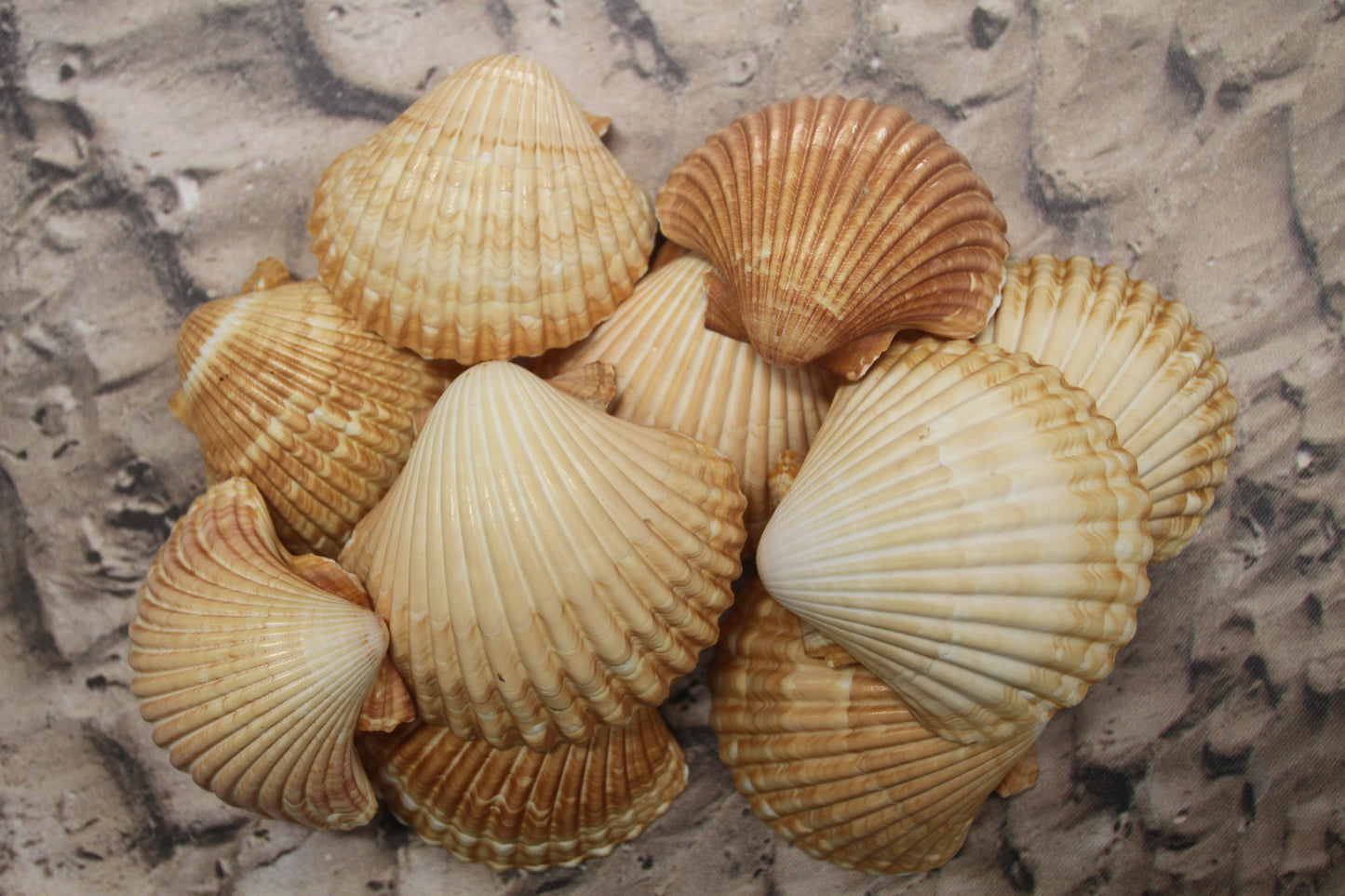 UPSCALE SEASHELLS, MEXICAN CUPS, Shell Craft, Sailors Valentines, Good Qualtity Medium Shells,Beach Home Shadowbox Display Shells,  SS-484