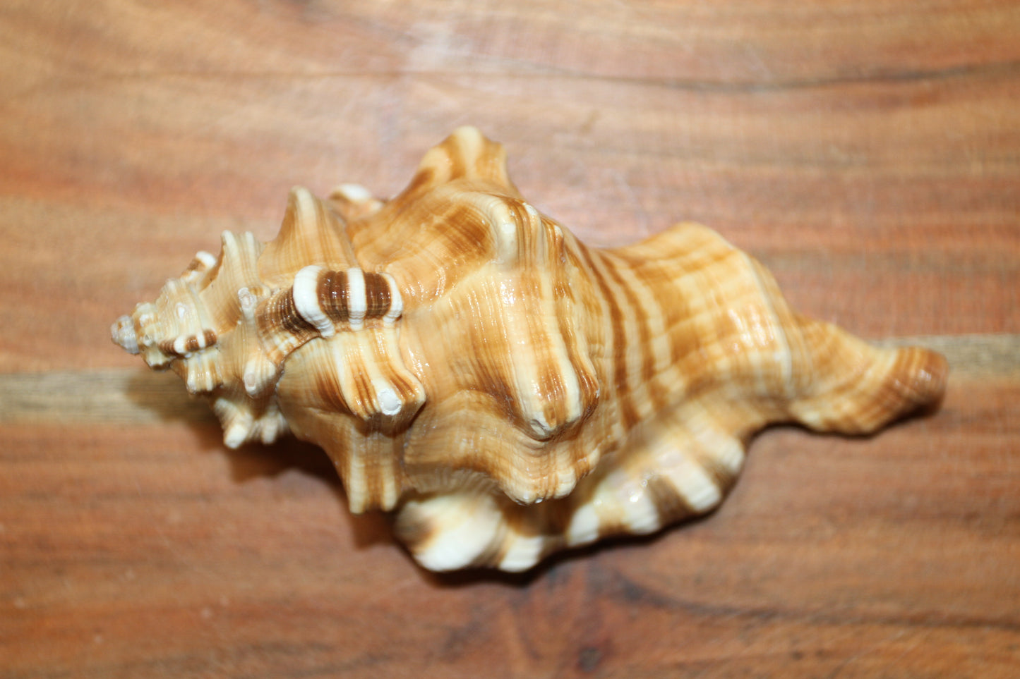 5-CYMATIUM PERRYI Seashells,Wedding Decor,Shelf  Display,All Occasion Gifts,,Collectible Seashells, SS-29B