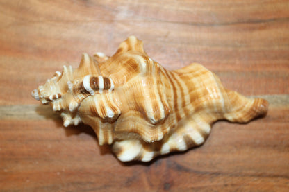 5-CYMATIUM PERRYI Seashells,Wedding Decor,Shelf  Display,All Occasion Gifts,,Collectible Seashells, SS-29B