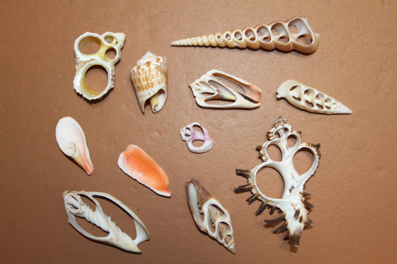 Assorted Cut Seashells ~ Center Cut, Sliced seashells.  A must-have staple in shell crafter' supply. Free Shipping! CS-09