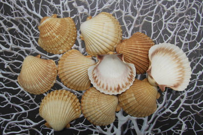 UPSCALE SEASHELLS, MEXICAN CUPS, Shell Craft, Sailors Valentines, Good Qualtity Medium Shells,Beach Home Shadowbox Display Shells,  SS-484