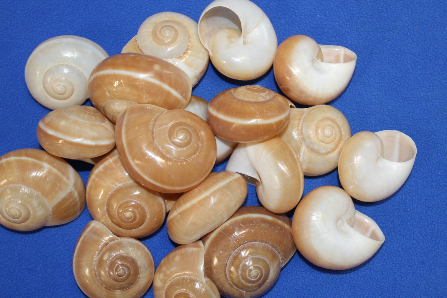 10-MUFFIN SHELLS,Shell Craft,Beach Art,Sailors Valentine,Coastal Home Decor,SS-179