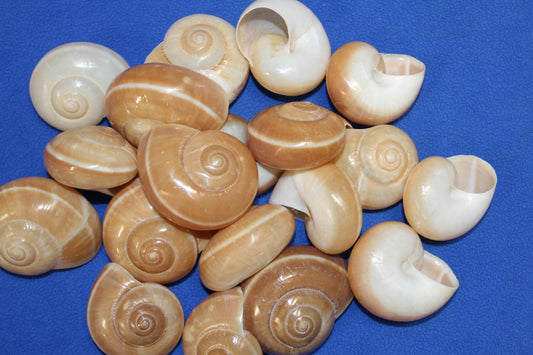 10-MUFFIN SHELLS,Shell Craft,Beach Art,Sailors Valentine,Coastal Home Decor,SS-179